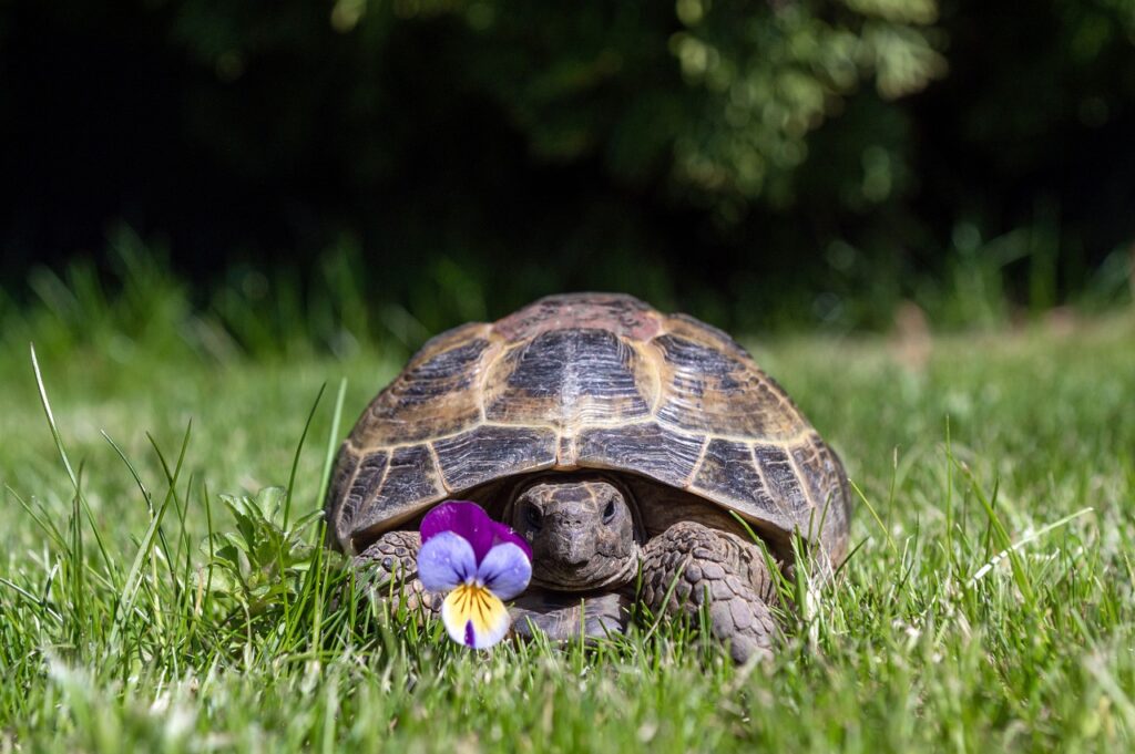 russian tortoise