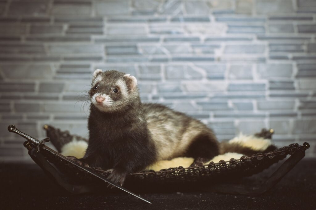sable ferret