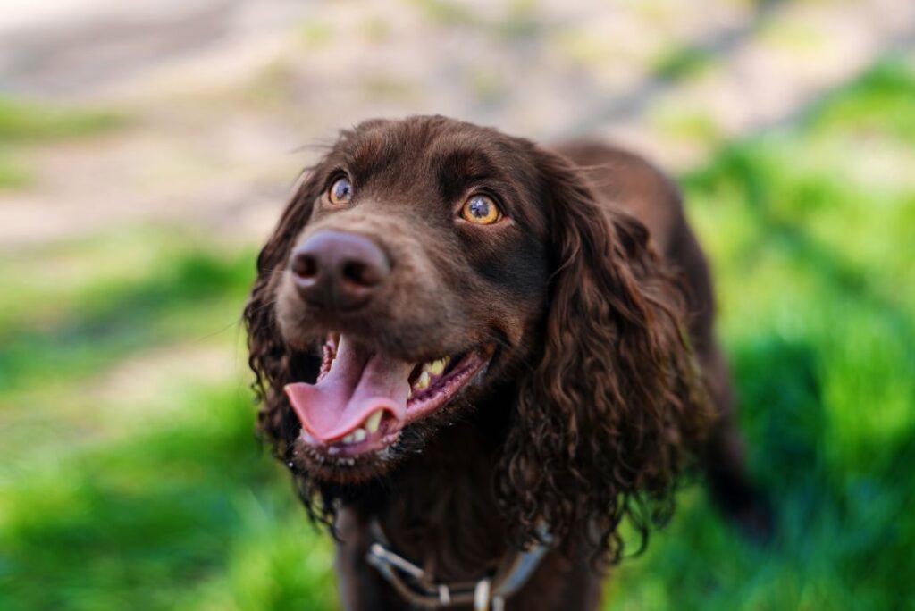 German Spaniel 