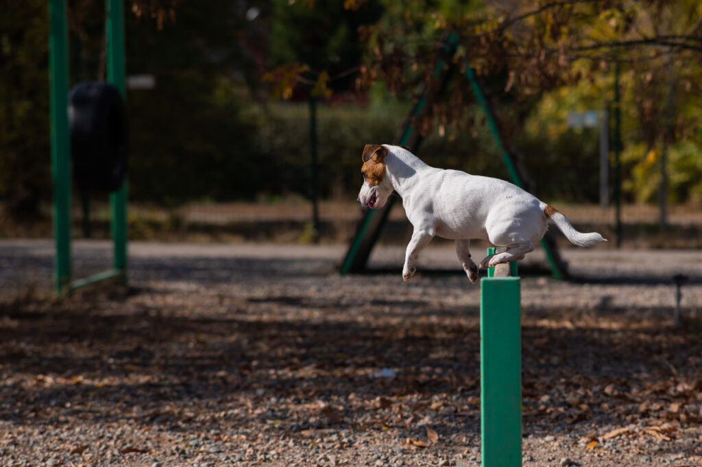 JACK RUSSELL