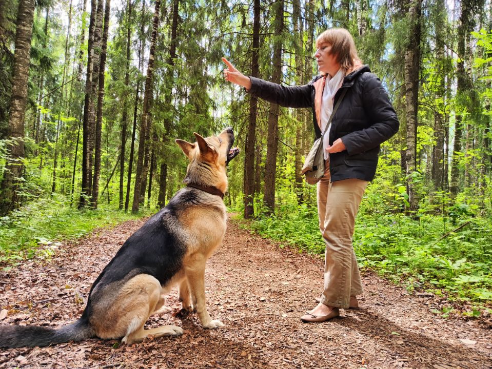 Dog "sit" Command