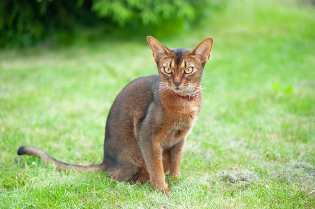 10 Most Independent Cat Breeds That Only Demand a Constant Food Supply