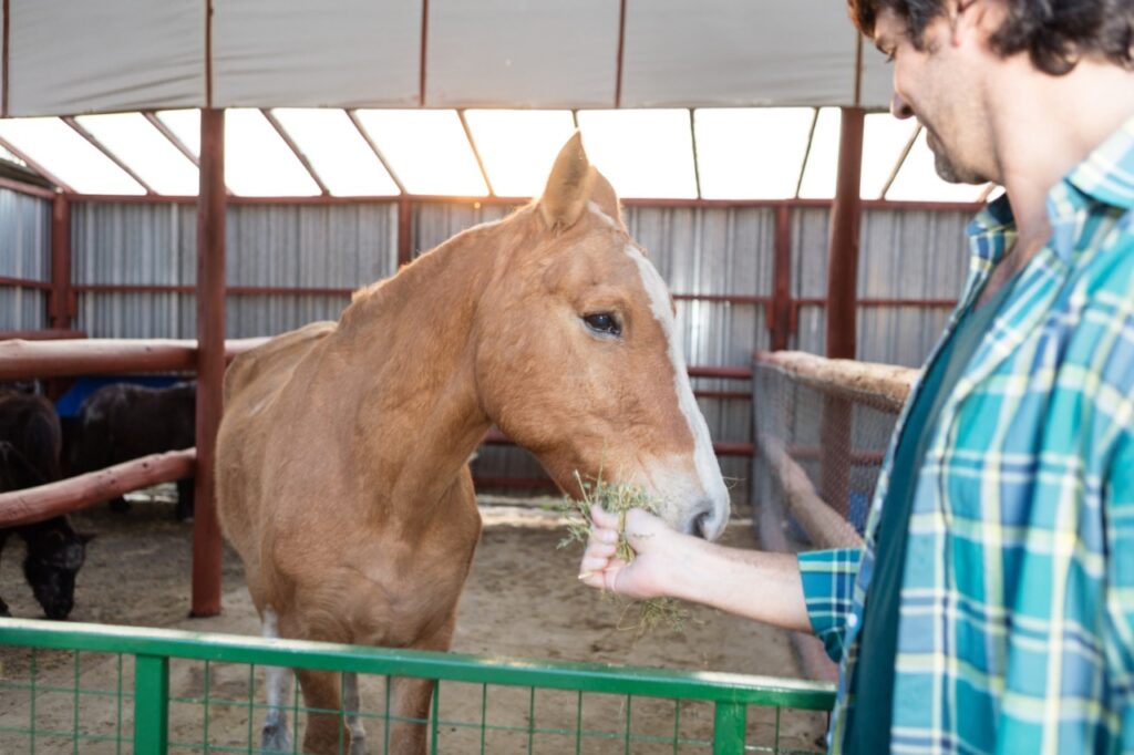 Feeding horse
