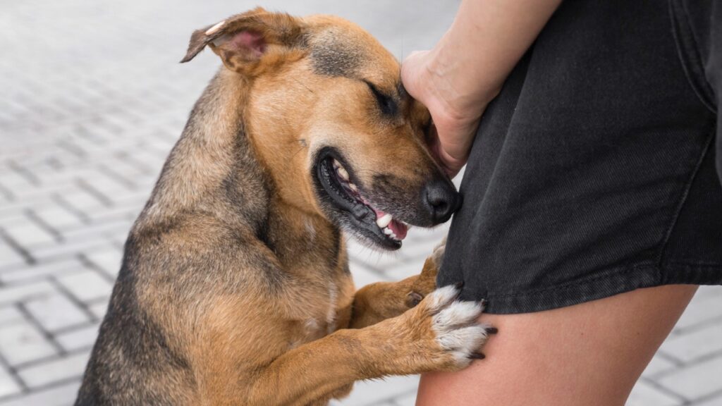 healer dog