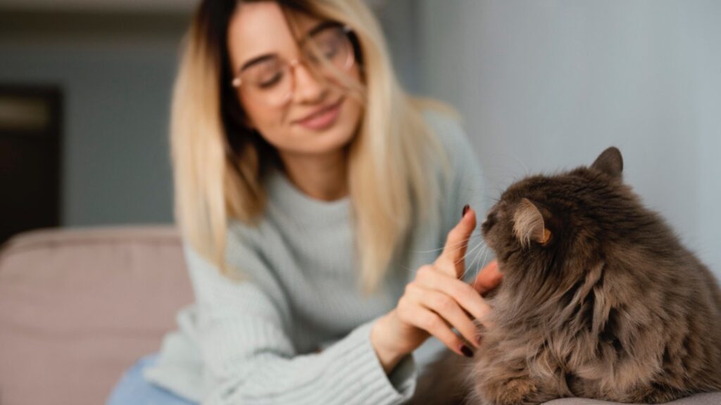Cat touch