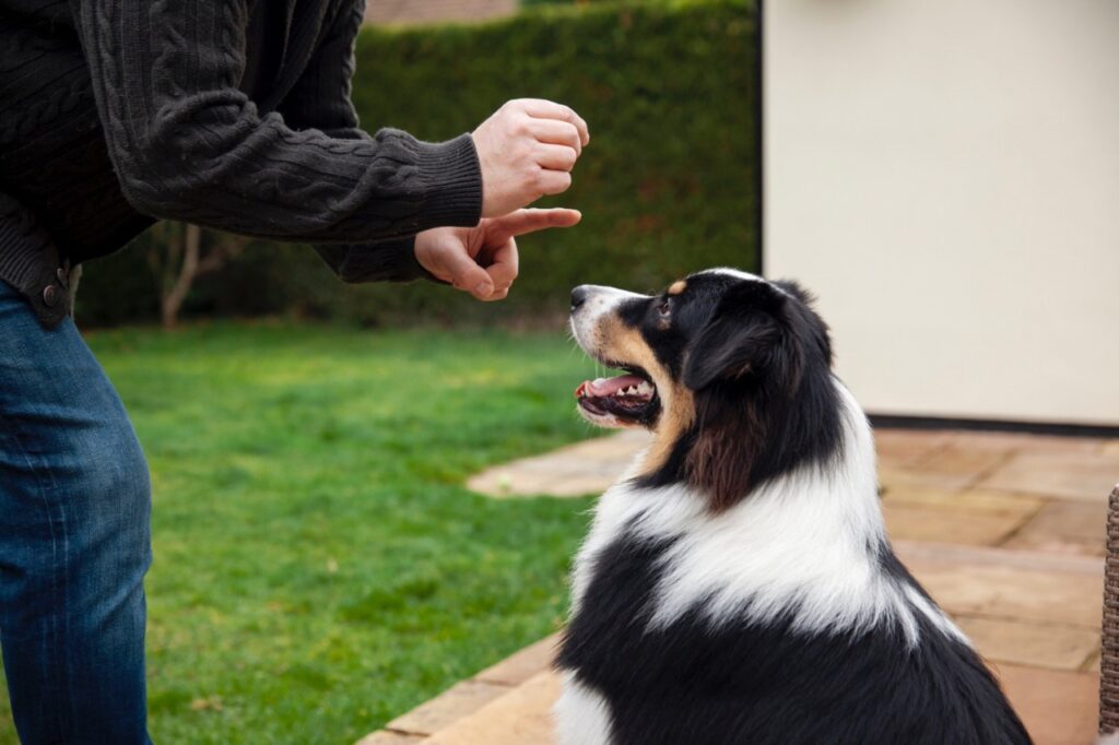 Dog Command