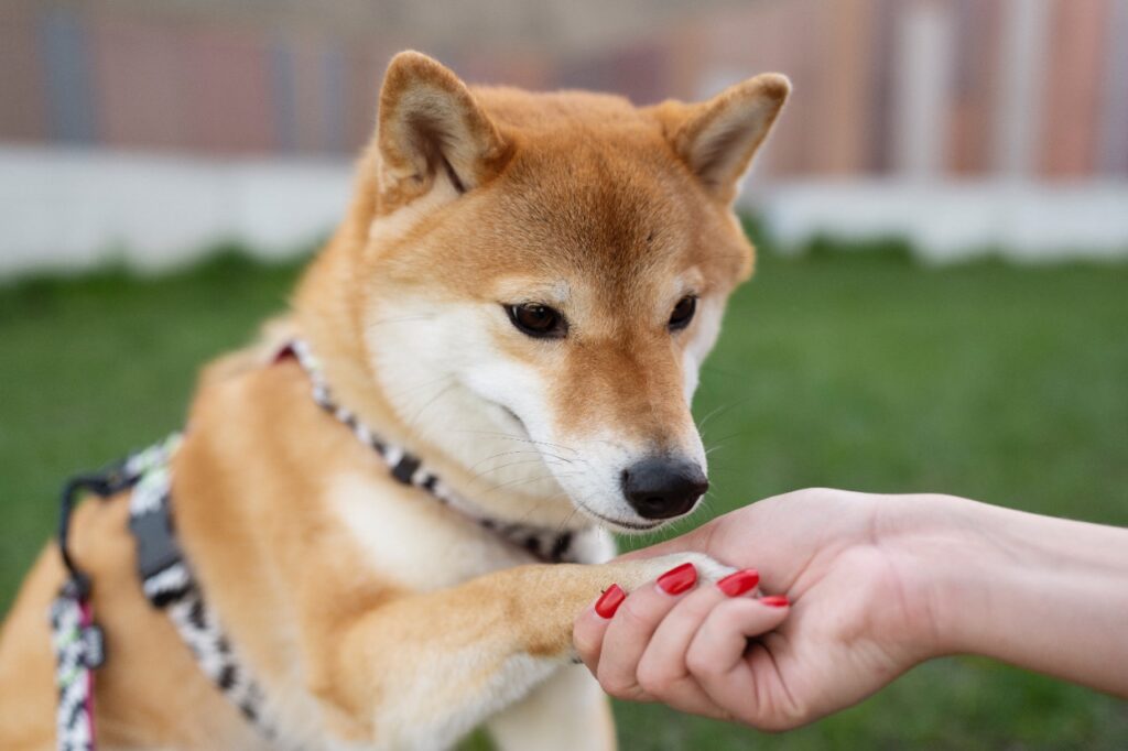 Dog Hold Paw