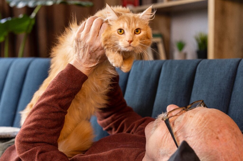 Main Coon Cat with senior person