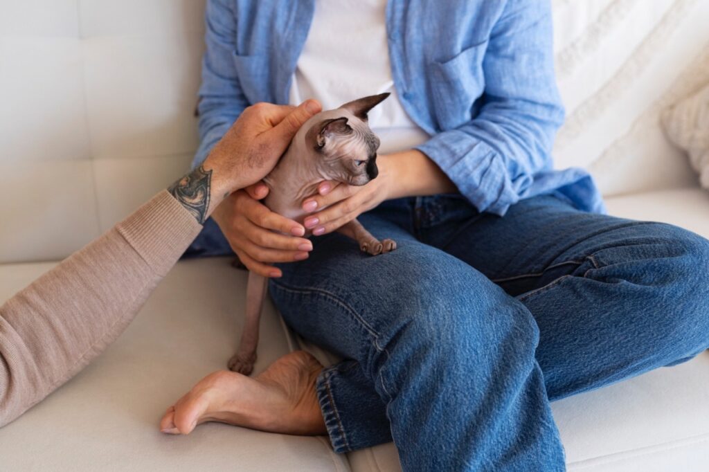 Sphinx cat on lap