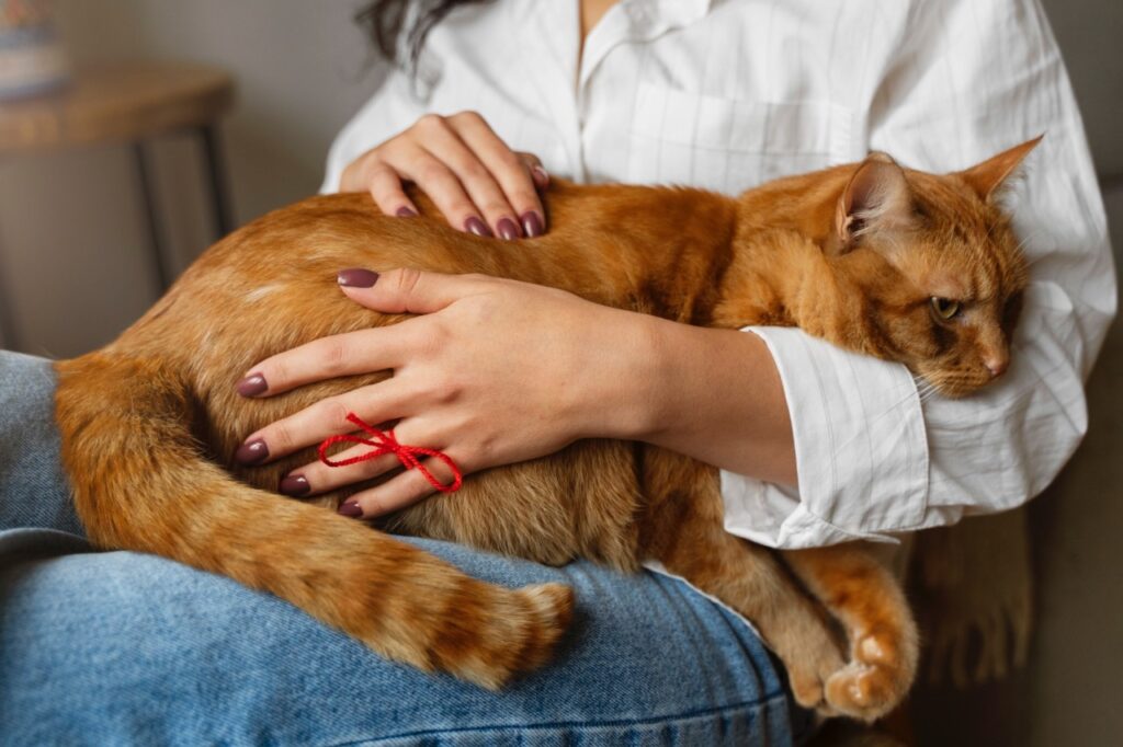 Cat on lap
