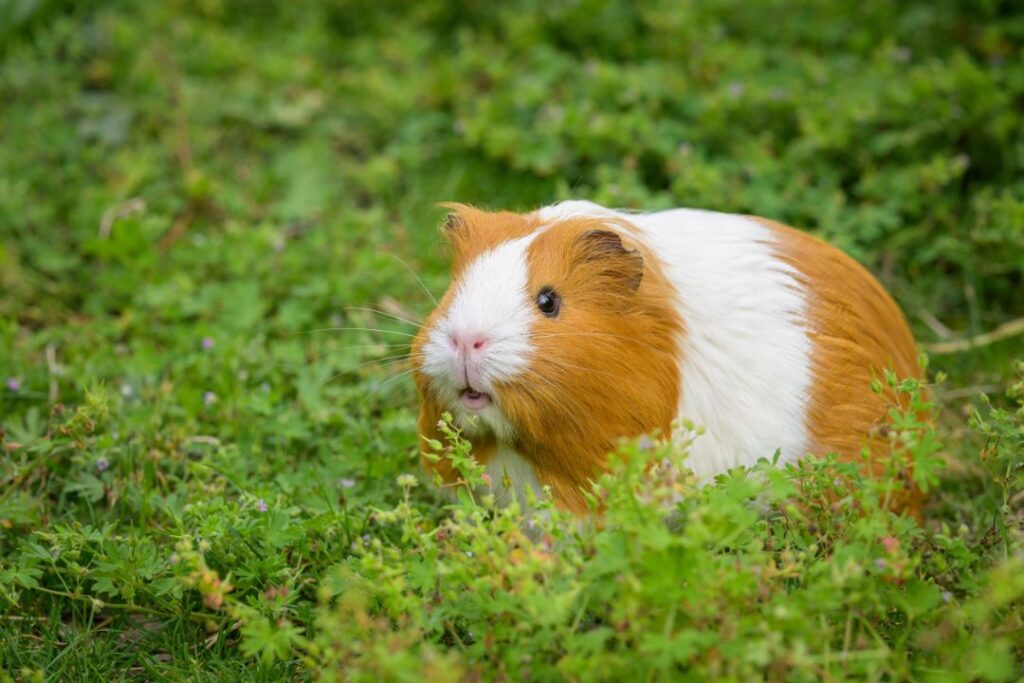 Guinea Pig Purring
