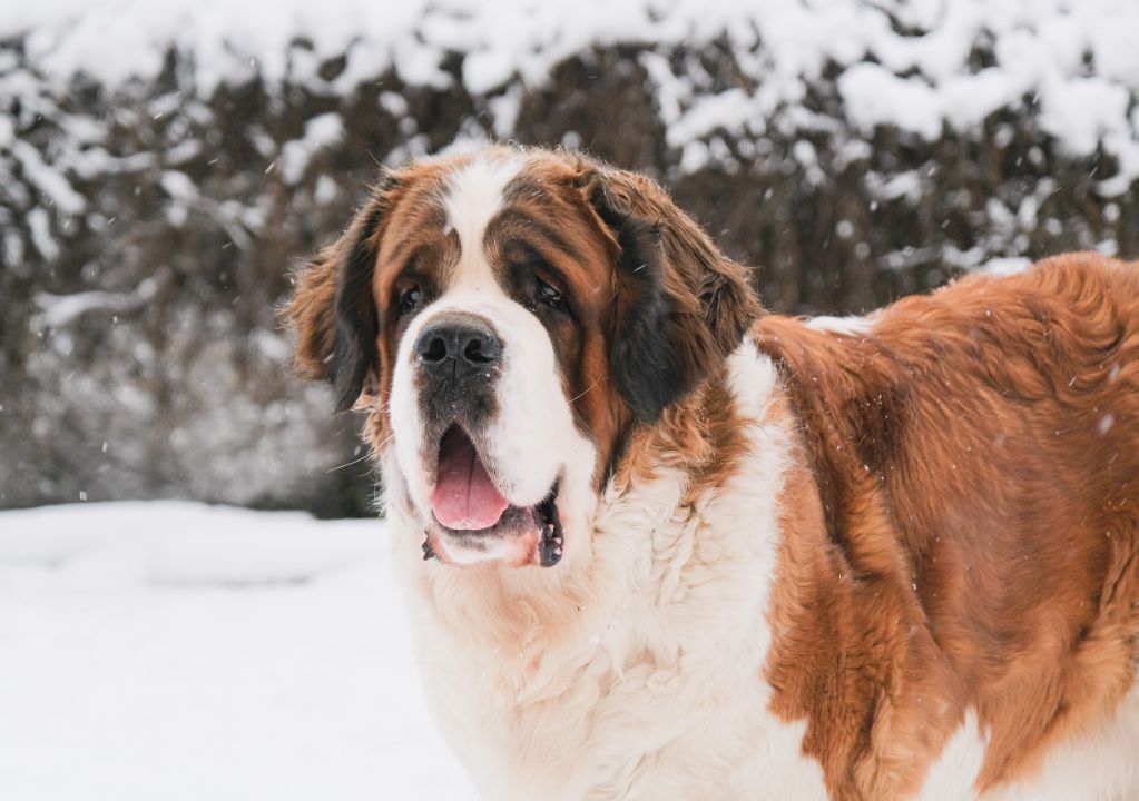 Saint Bernard