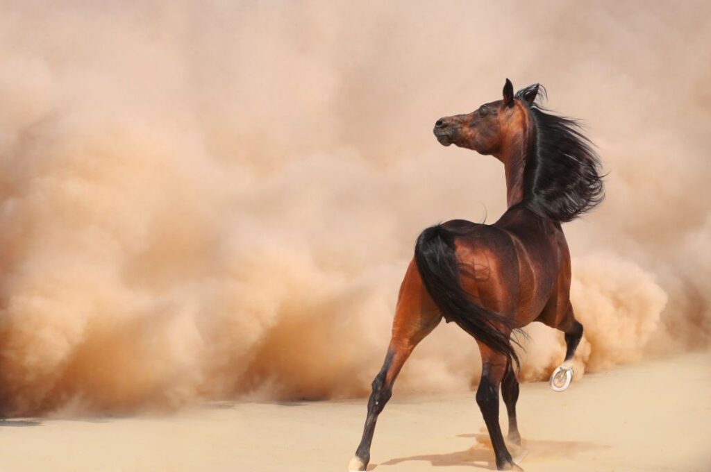 Arabian Horse