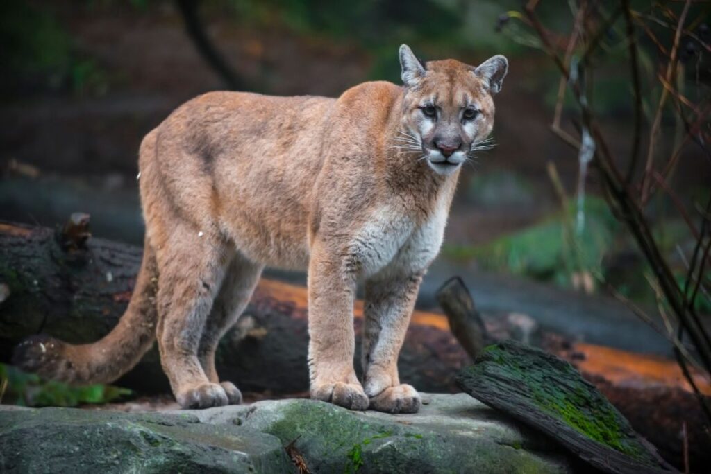mountain lion