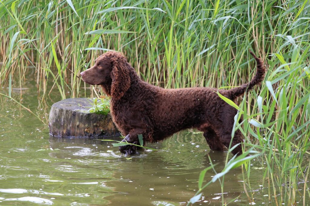 american-water-spaniel