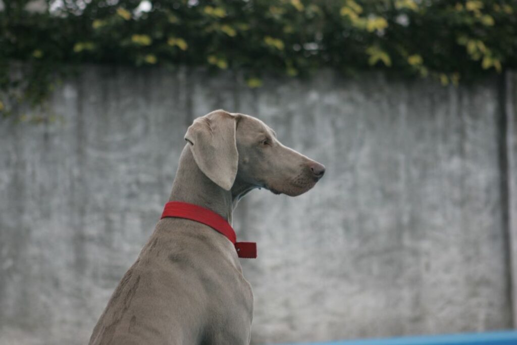 Weimaraner 