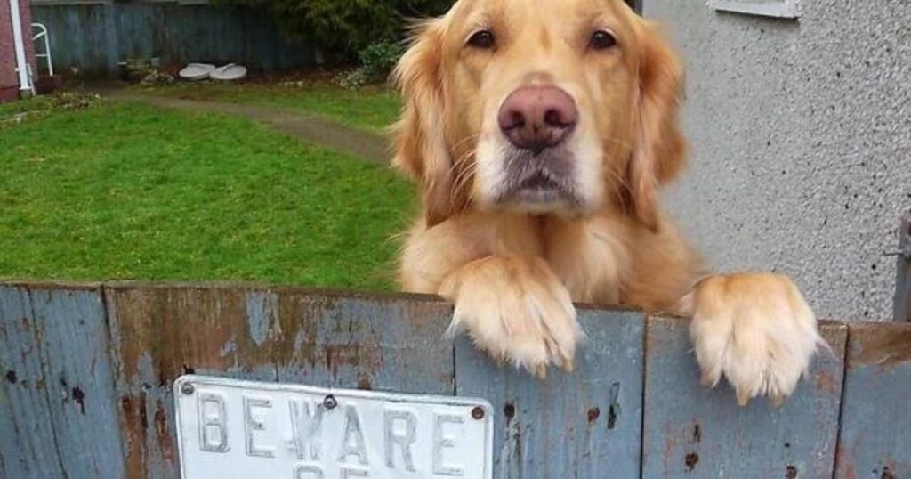 Beware of dog