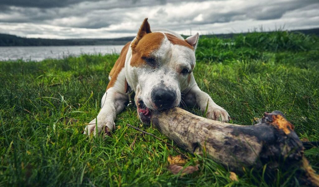 American Staffordshire Terrier chewing a log outdoors.