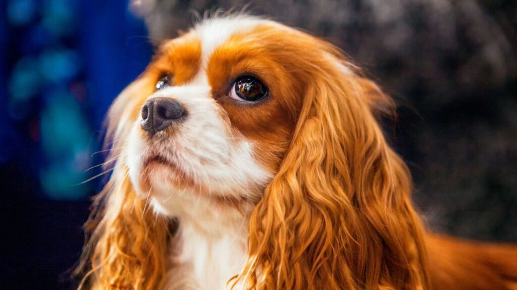 Cavalier King Charles Spaniel with long, wavy ears.