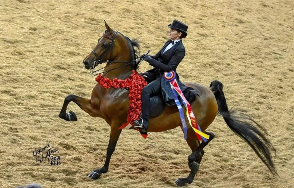 A Morgan horse with a rider in formal attire