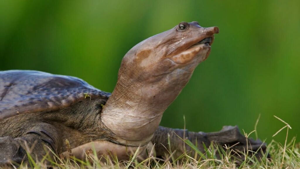 Softshell turtle resting on grass with neck extended upward.