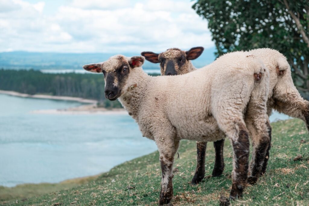 Two Sheep Near lake