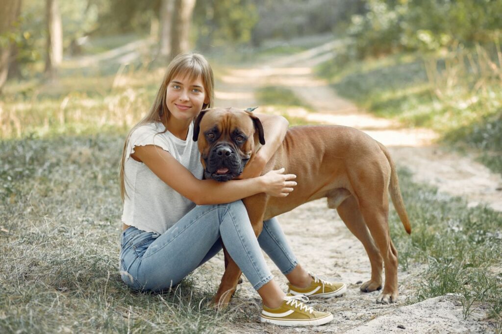 boxer dog