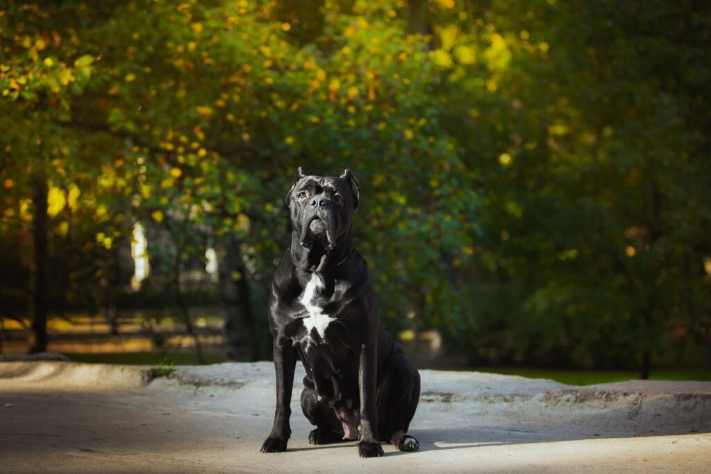cane corso