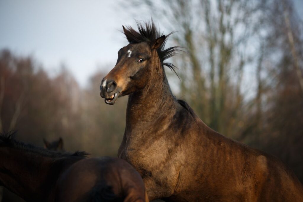 8 Reasons Some Horses Refuse to Be Ridden (And How to Handle It)