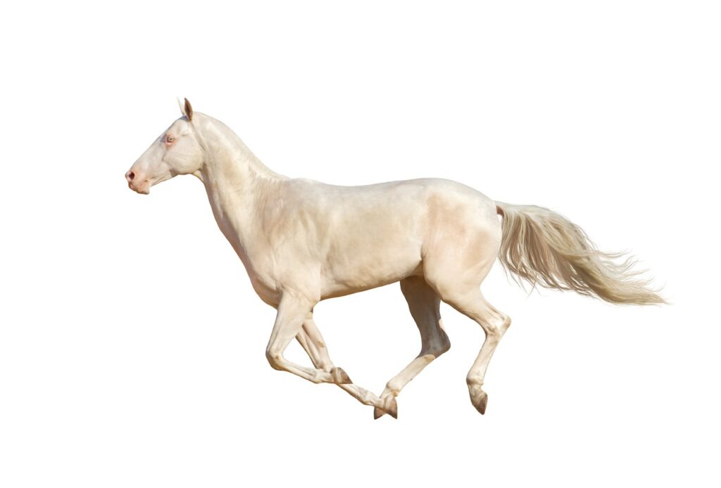AKHAL TEKE