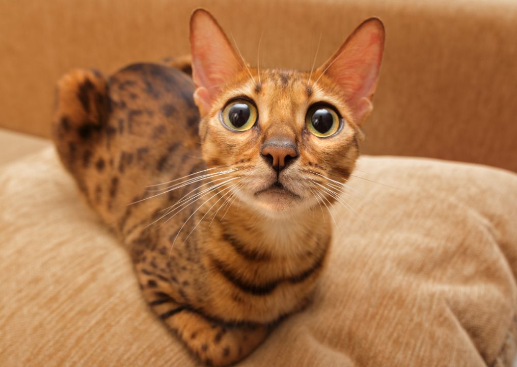 10 Cats That Have the Most Unusual Markings and Fur Patterns