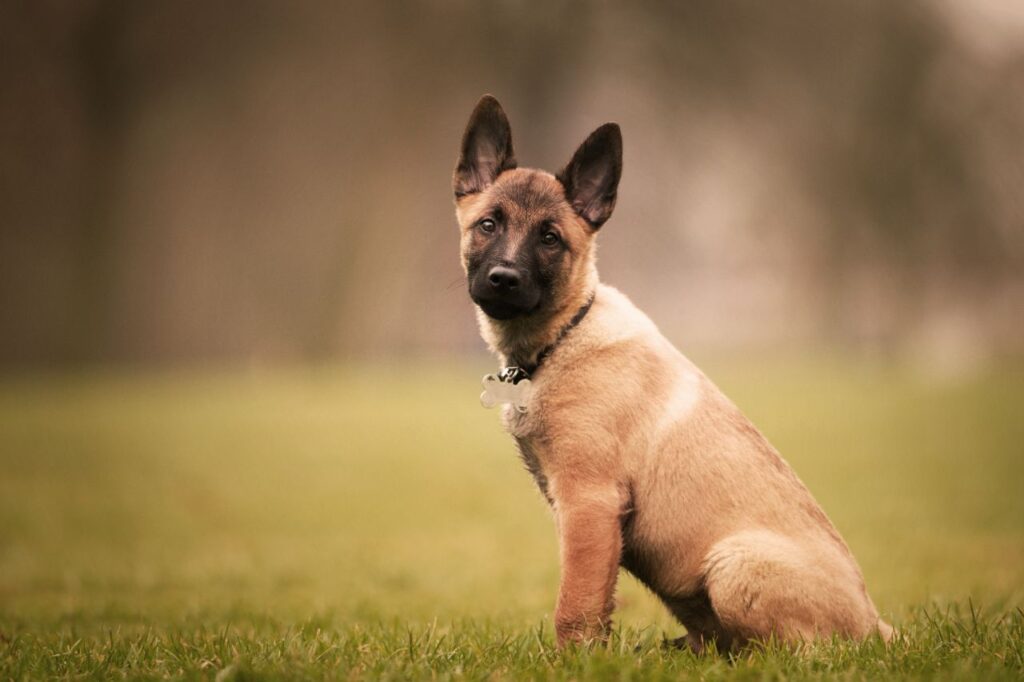 belgian malinois