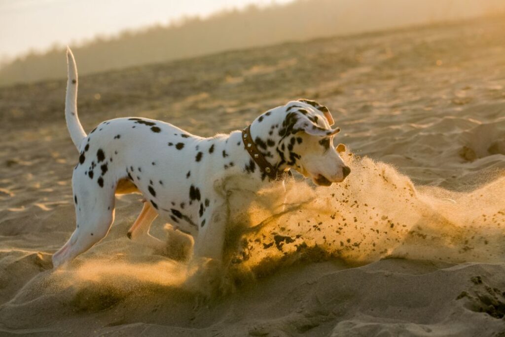 15 Adorable Dog Breeds That Have Been Wrongly Labeled as Trouble