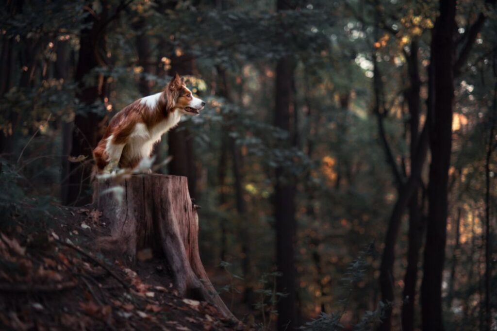 Border Collie in wild