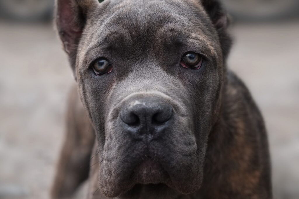 CANE CORSO