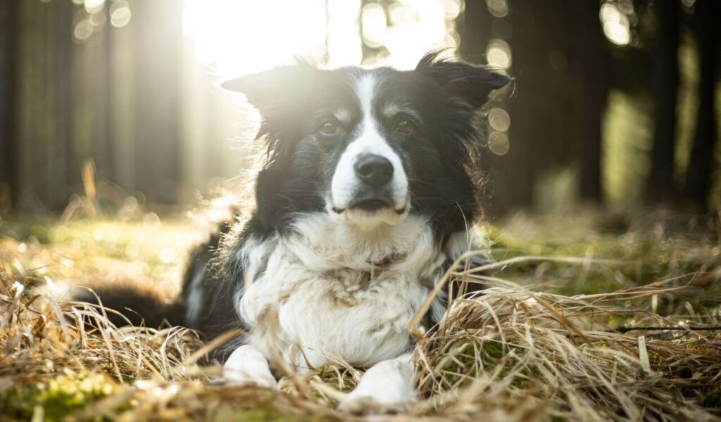 Border Collie lying in a sunlit forest