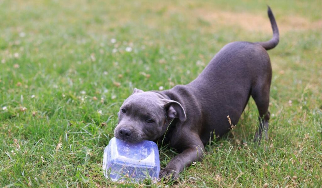American Staffordshire Terrier puppy biting a container.