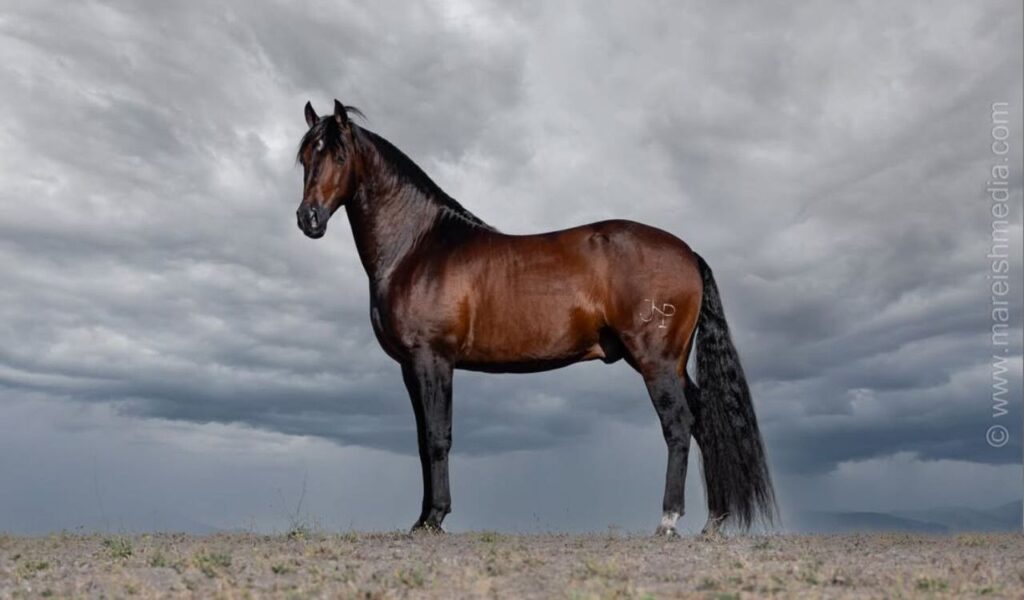 A sleek bay Andalusian horse standing against a cloudy sky.