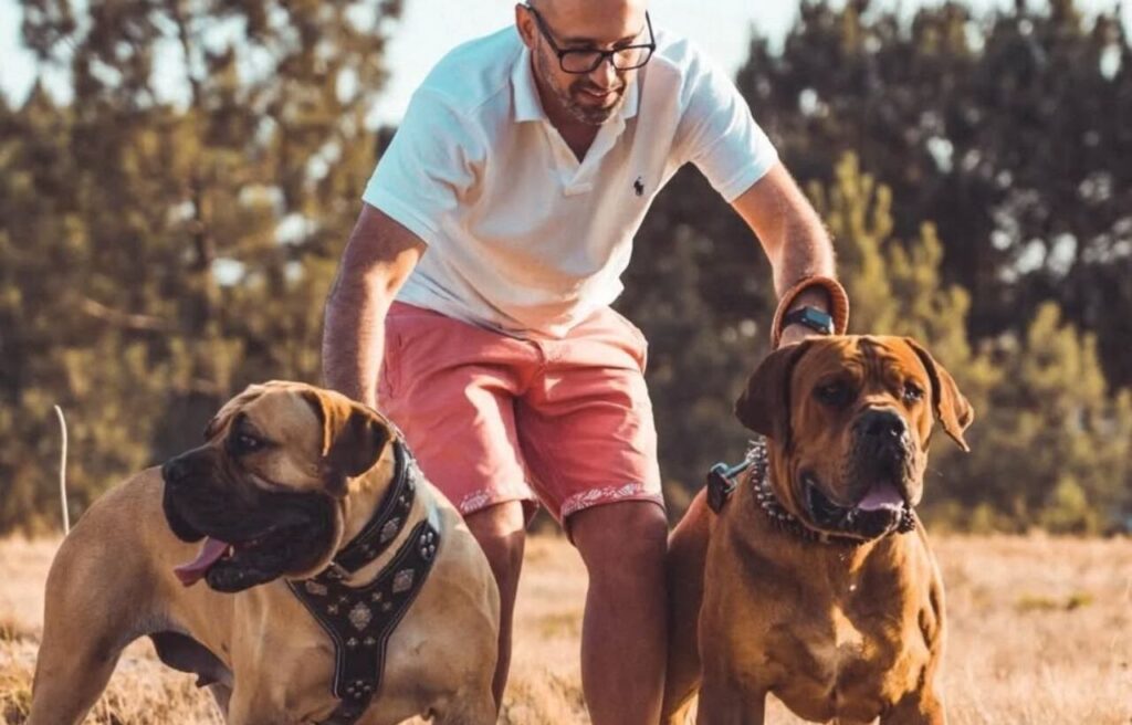 A man outdoors with two Boerboel dogs on leashes.
