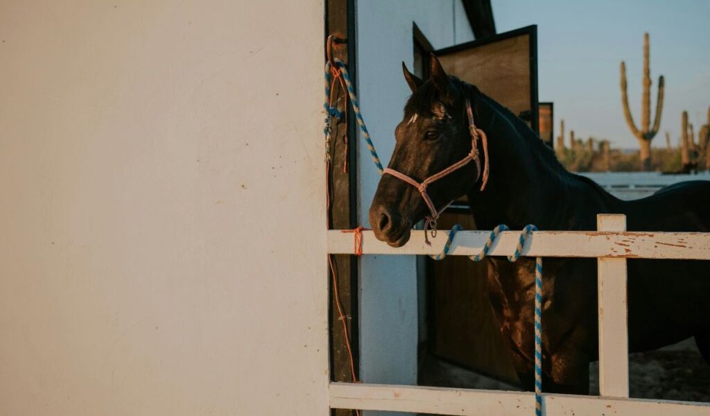 Black horse looking out from a stable