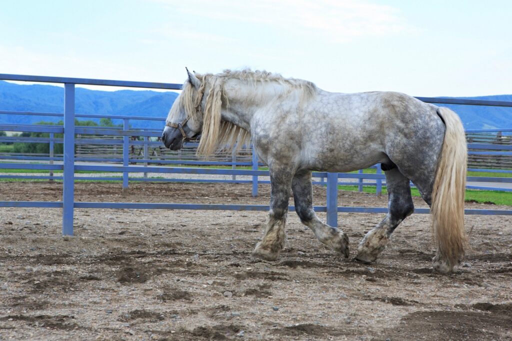 percheron
