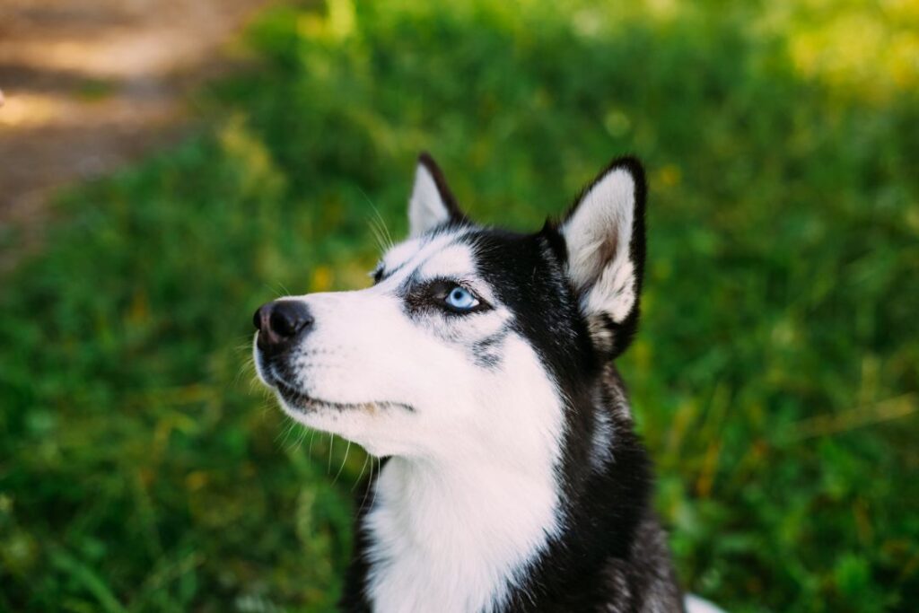 Siberian Husky