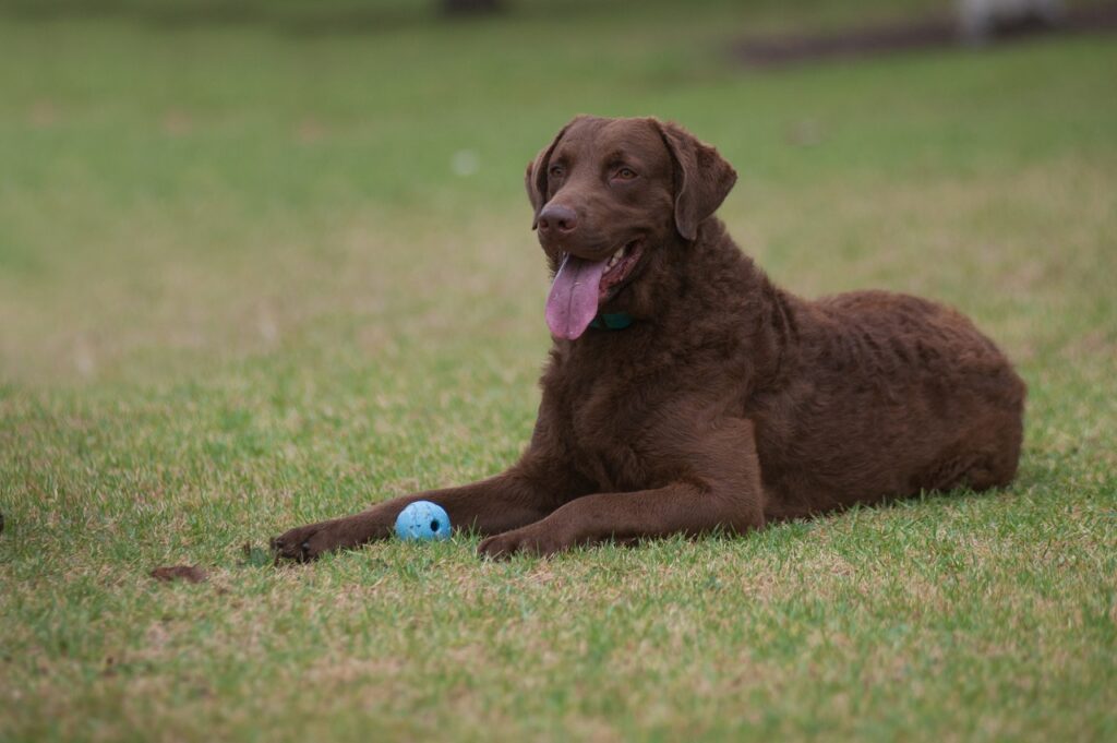 _chesapeake-bay-retriever-lying-with-his-ball