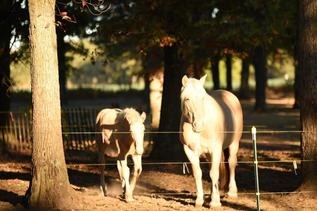 American Cream Draft
