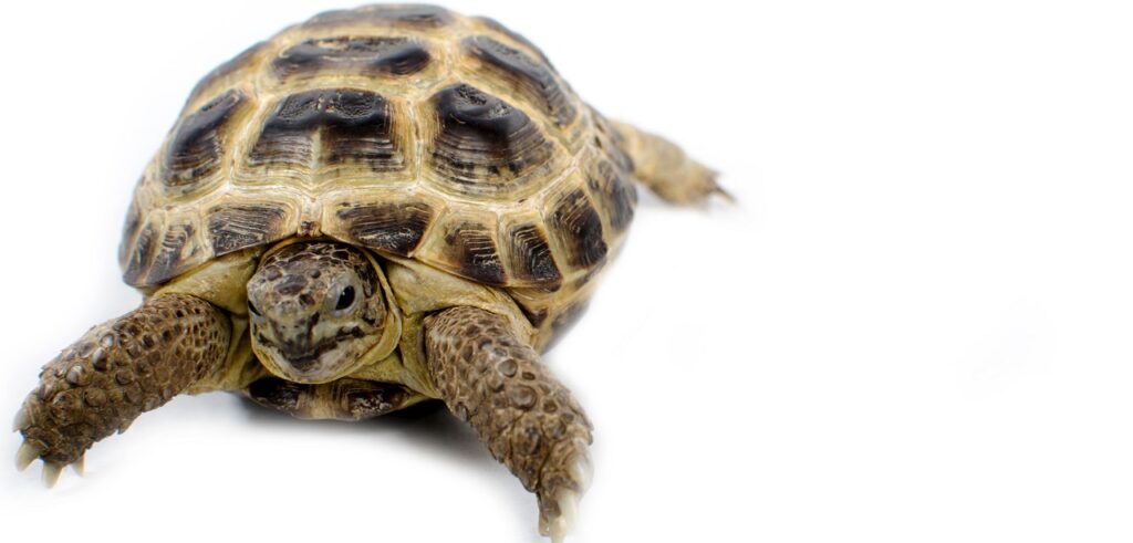 RUSSIAN TORTOISE