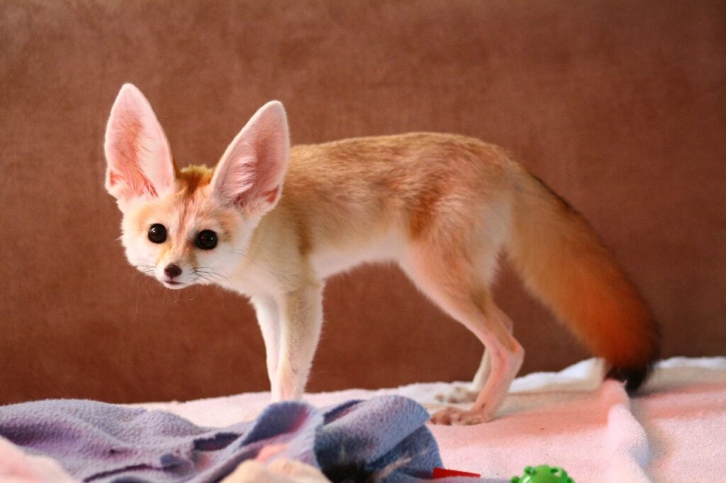 Fennec Fox