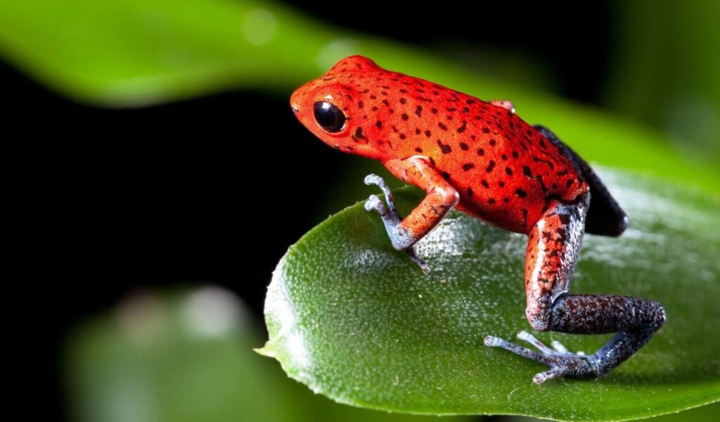 Strawberry poison dart frog with a bright red body and black speckles