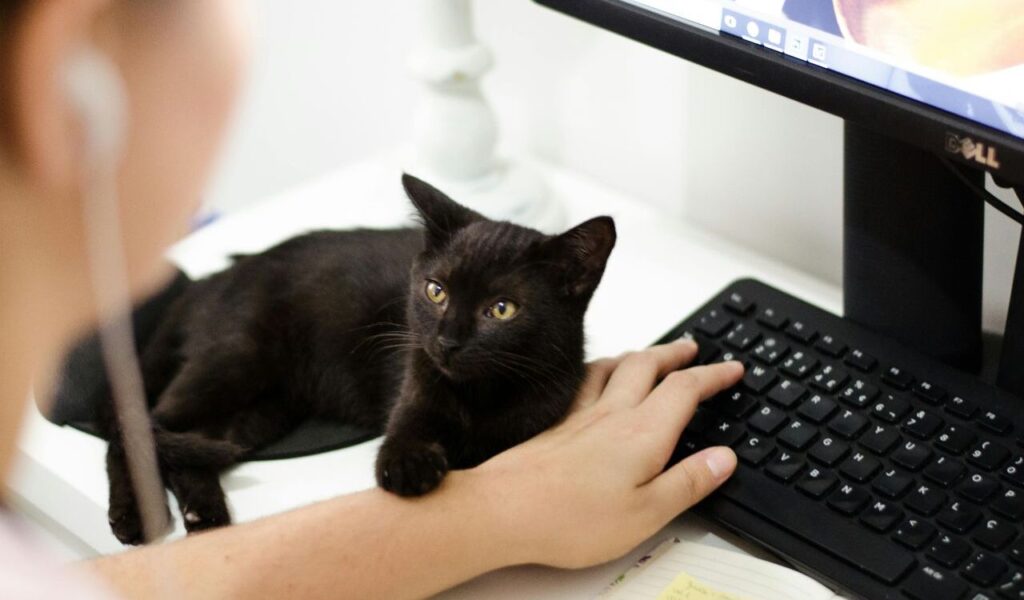 Black cat resting on a desk, placing its paw on a person’s arm while they use a computer