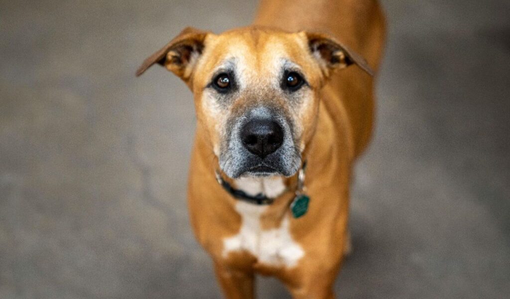 An American Staffordshire Terrier staring curiously.