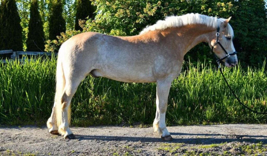 Haflinger pony standing on a dirt path.